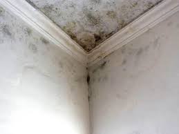 Why You Should Choose Our Mold Remediation Services in Homestead Meadows South, TX